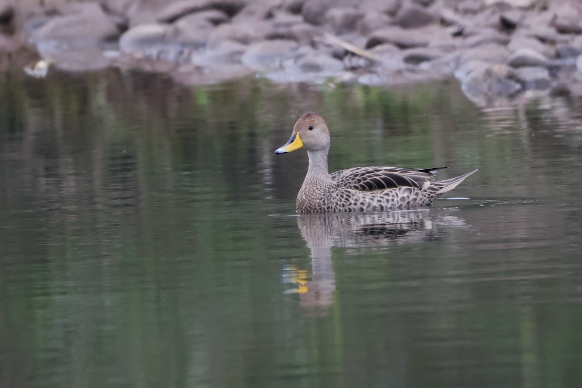 Yellow-billed Pintail - ML623957230