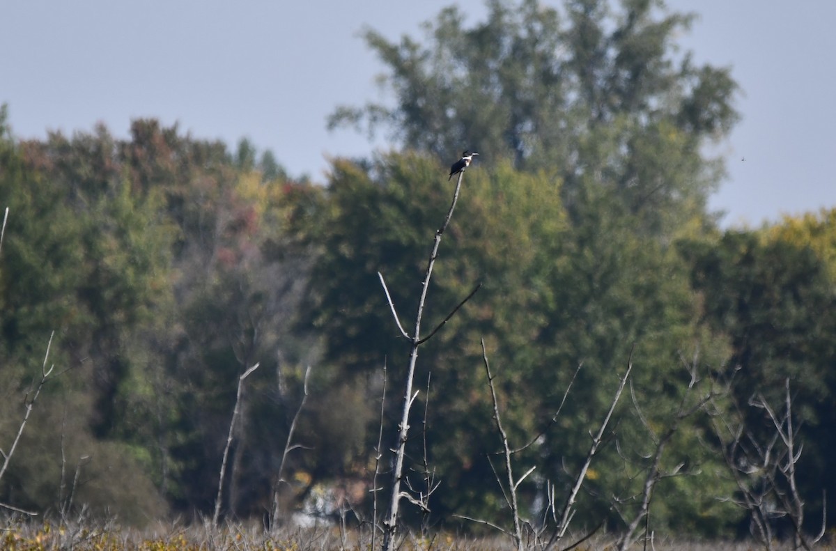 Belted Kingfisher - ML623957240