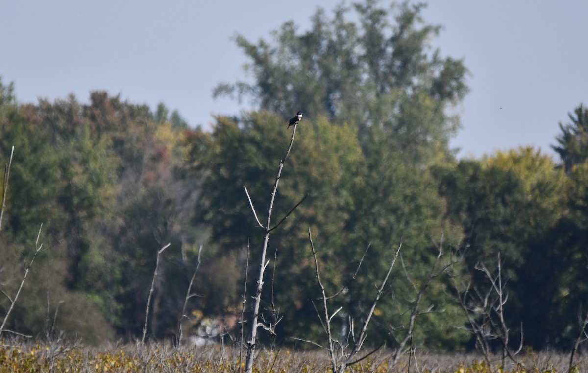 Belted Kingfisher - ML623957245