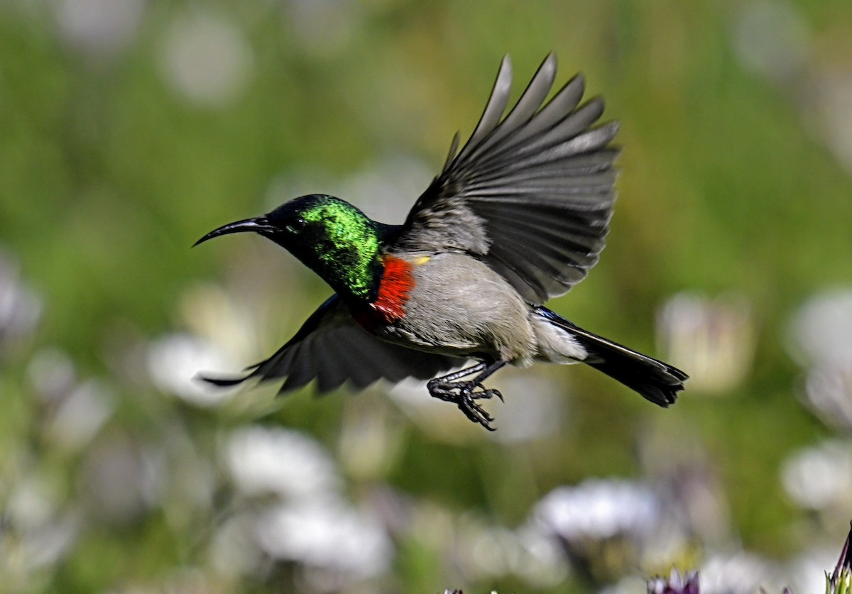 Southern Double-collared Sunbird - ML623957246