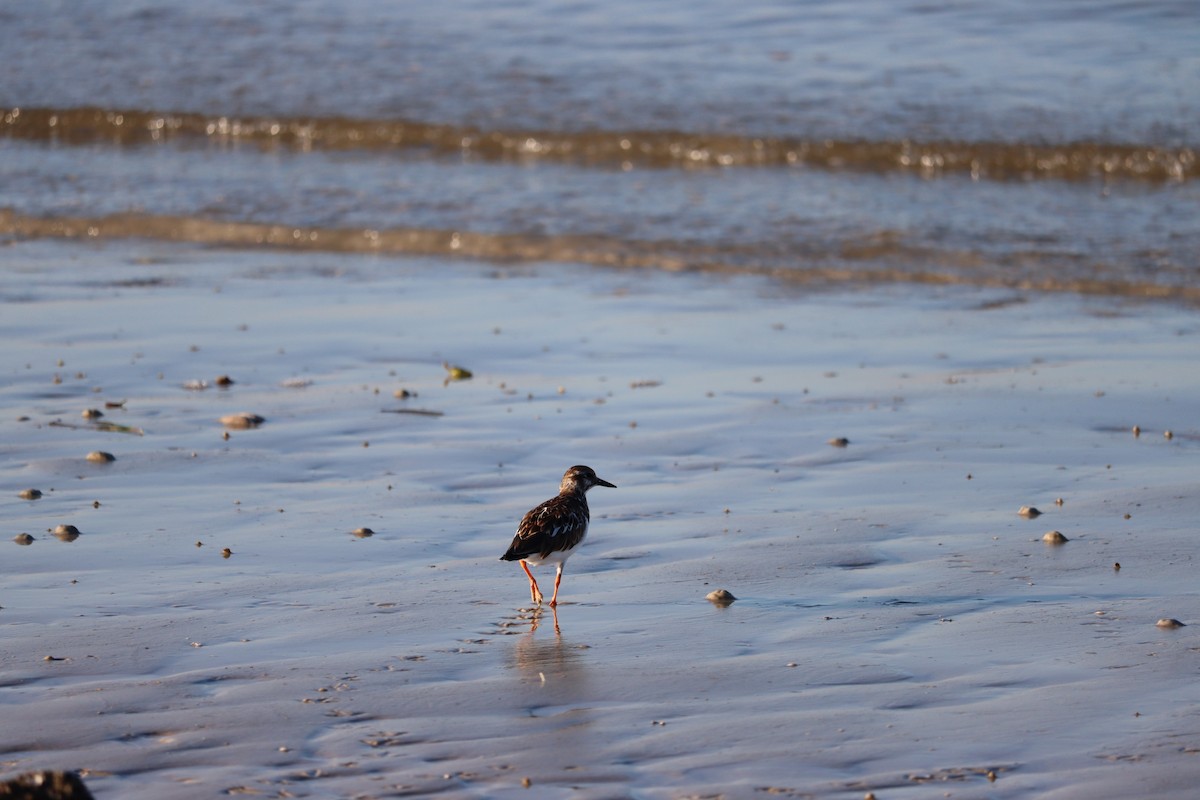 Ruddy Turnstone - ML623957258