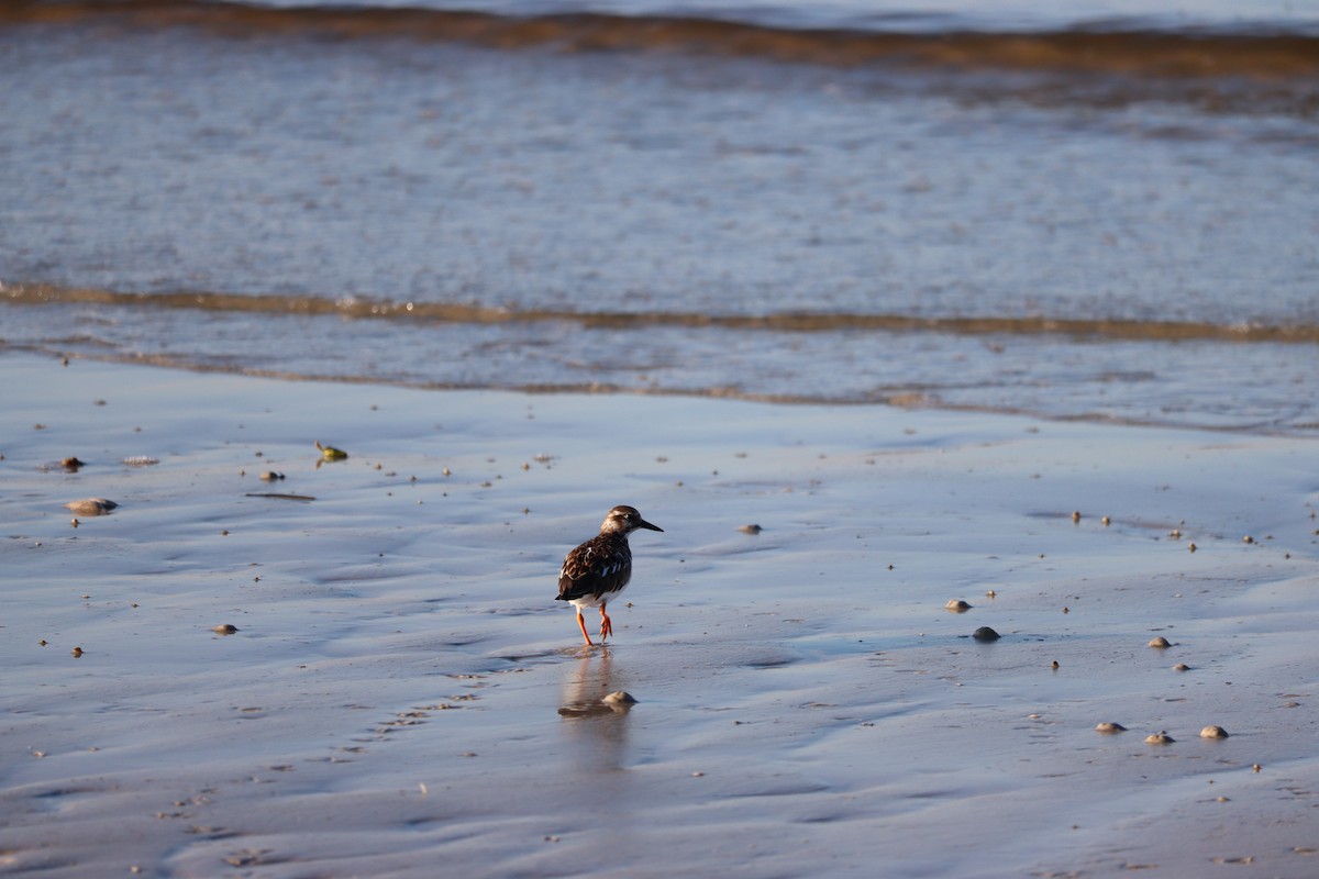 Ruddy Turnstone - ML623957259