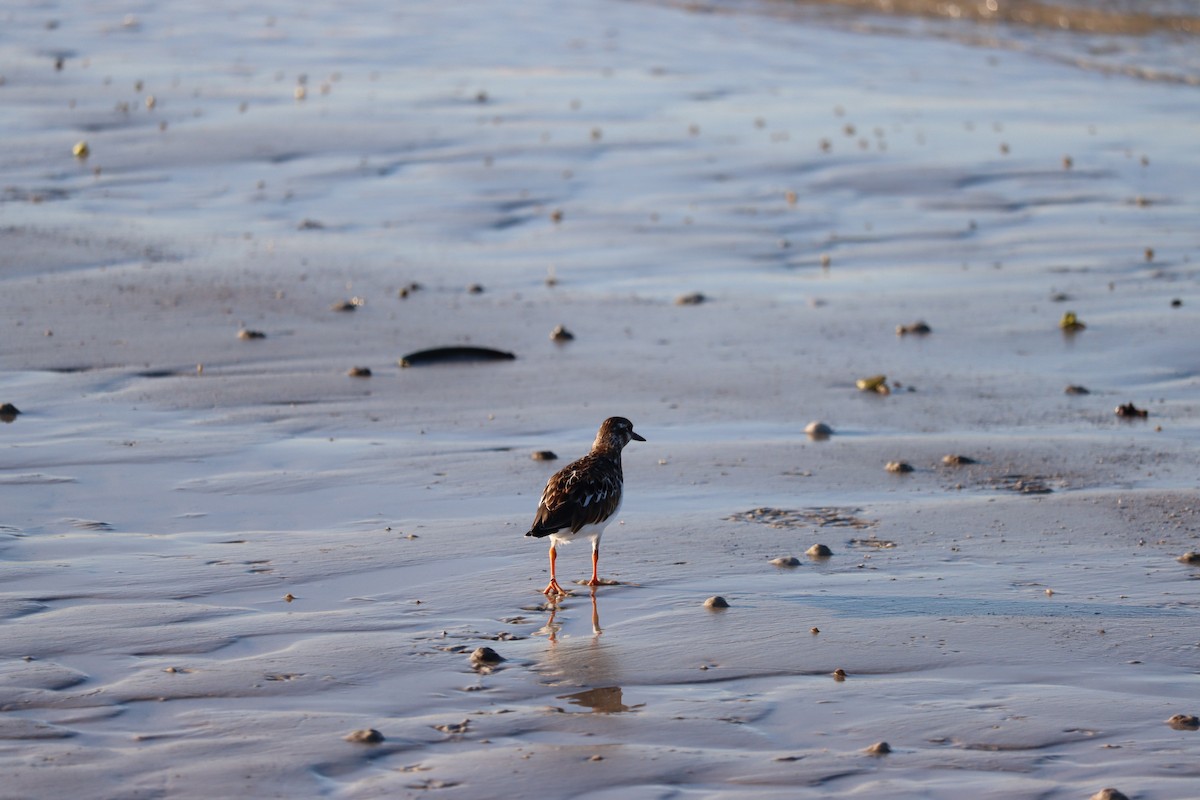 Ruddy Turnstone - ML623957260