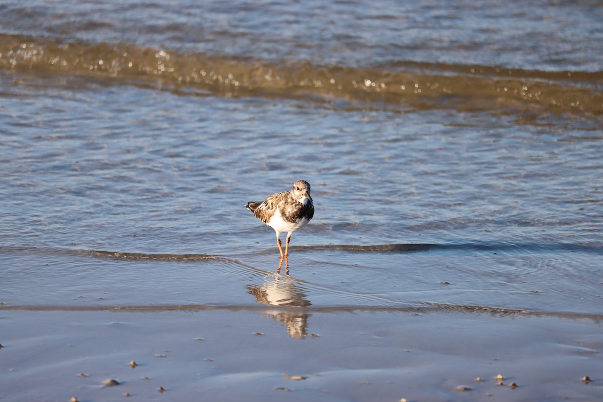 Ruddy Turnstone - ML623957261