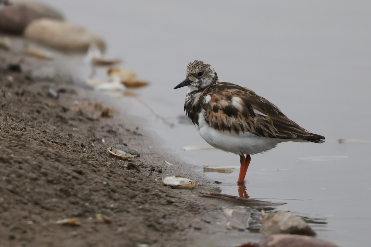 Ruddy Turnstone - ML623957263