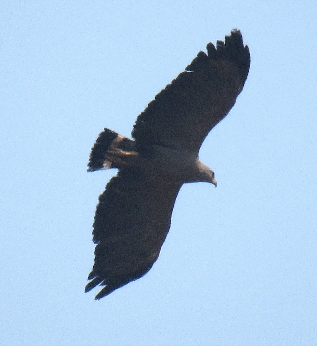 Chaco Eagle - samuel olivieri bornand