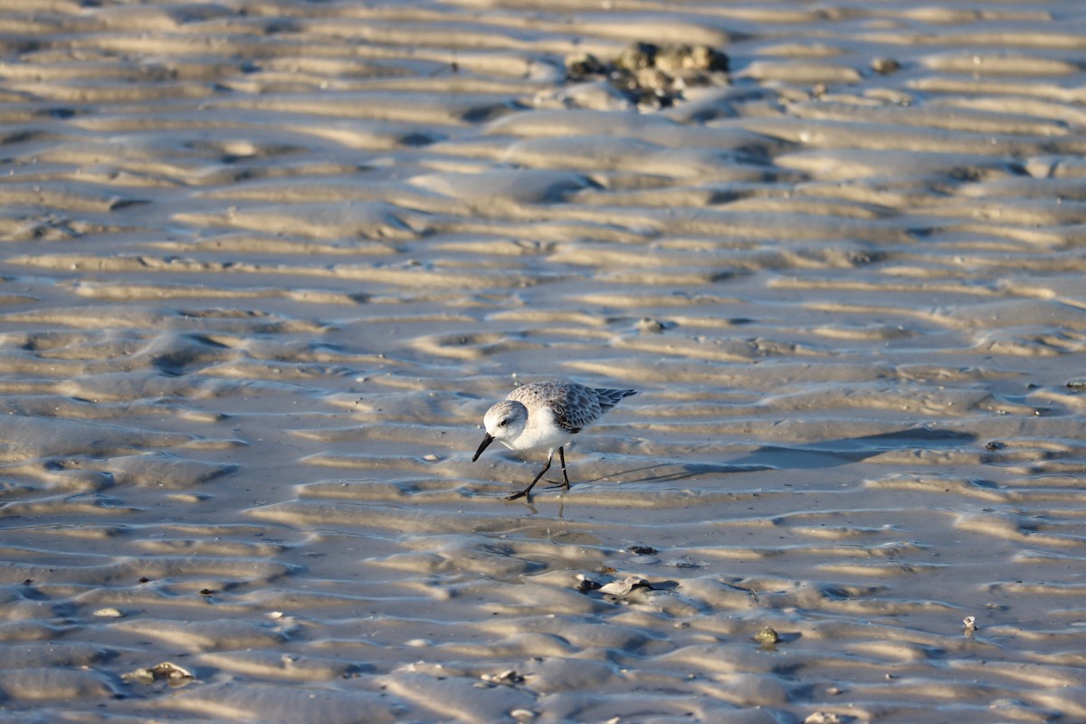 Bécasseau sanderling - ML623957271