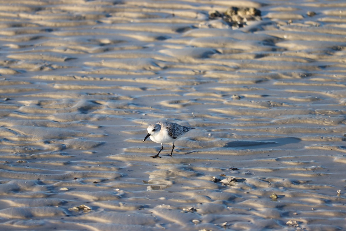 Bécasseau sanderling - ML623957272