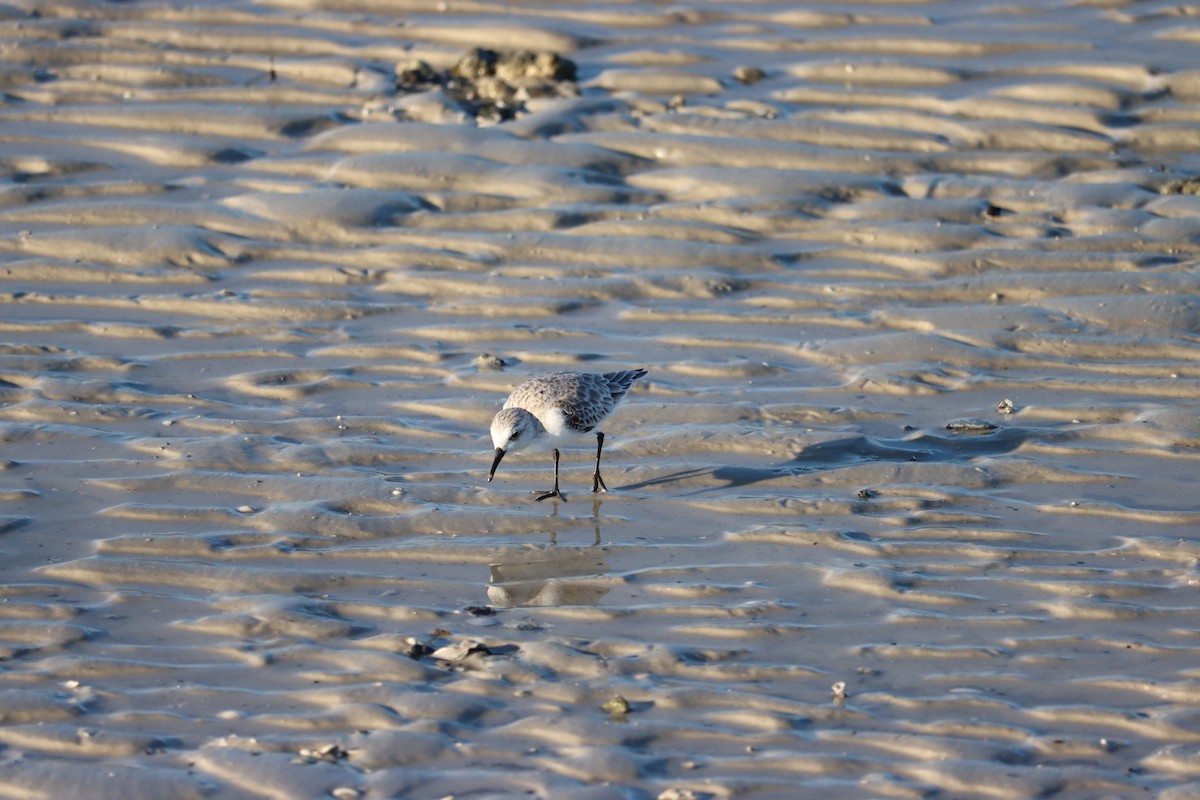 Bécasseau sanderling - ML623957273