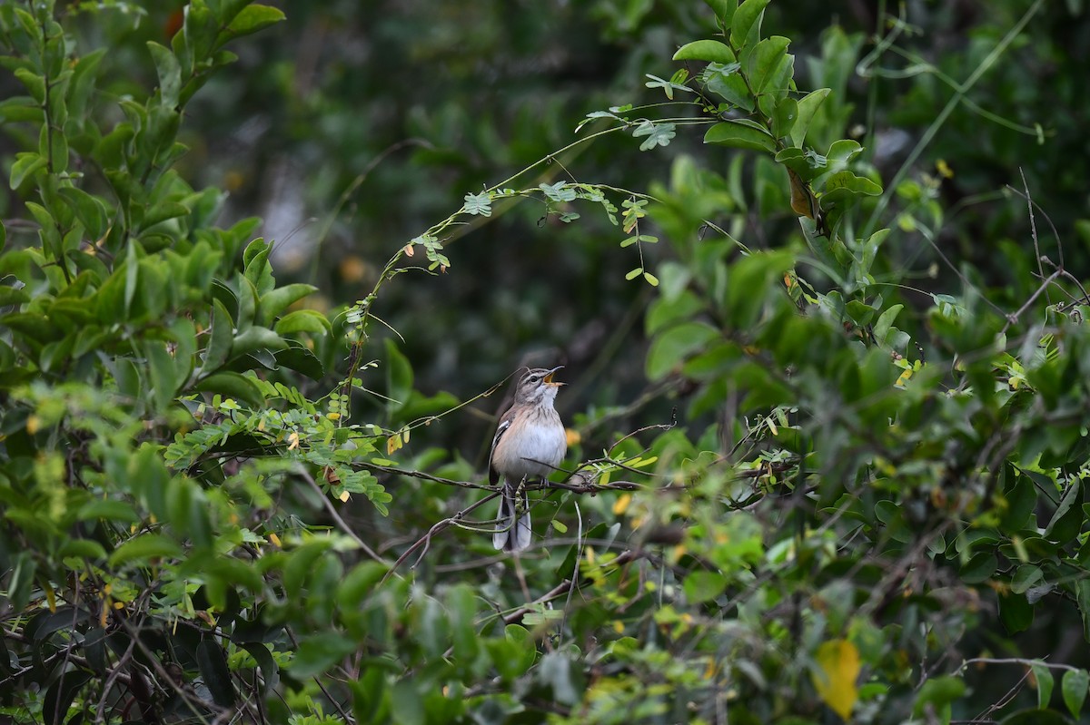 Red-backed Scrub-Robin (Red-backed) - ML623957275