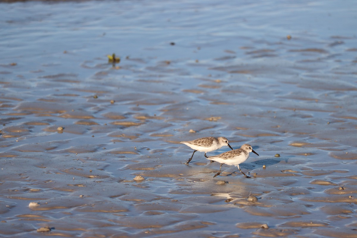 Bergstrandläufer - ML623957278