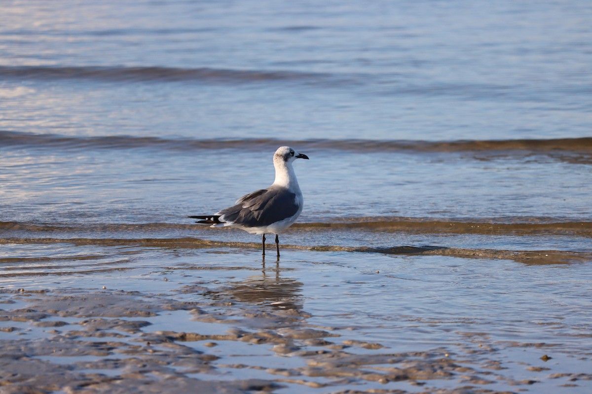 Gaviota Guanaguanare - ML623957281