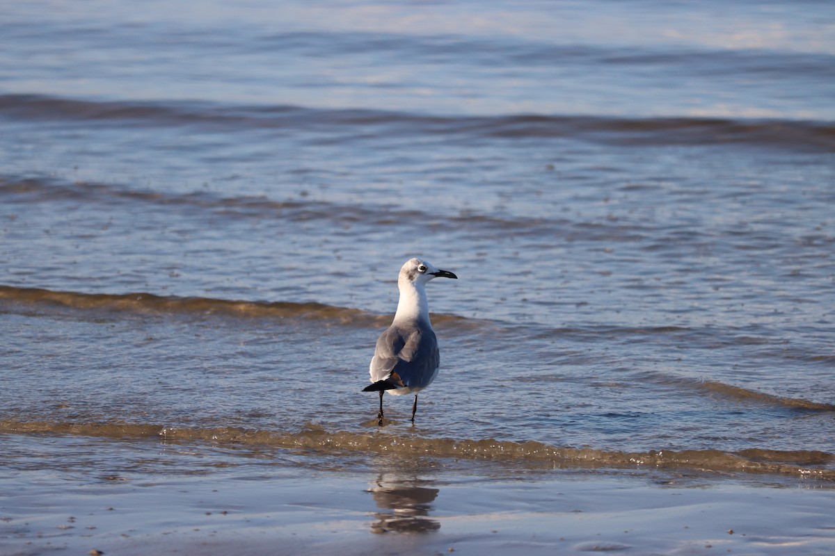 Laughing Gull - ML623957282