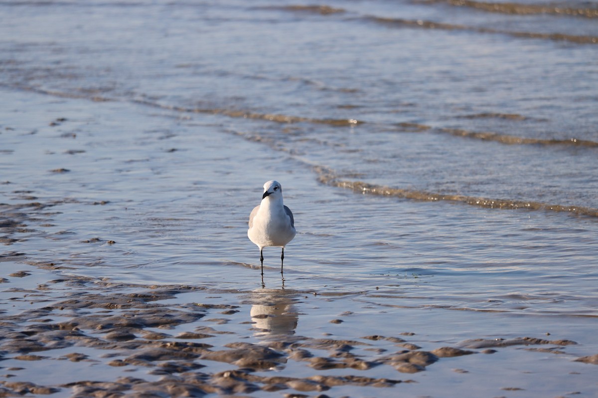 Gaviota Guanaguanare - ML623957283