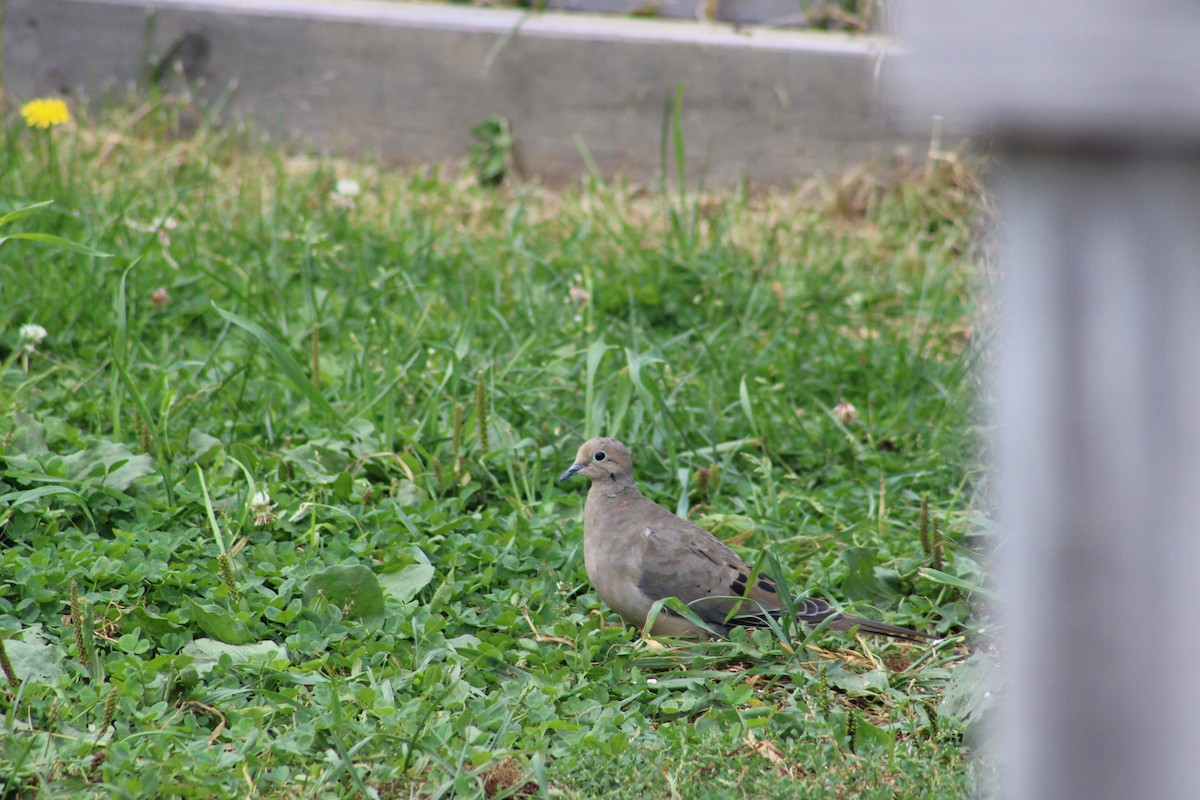 Mourning Dove - ML623957285