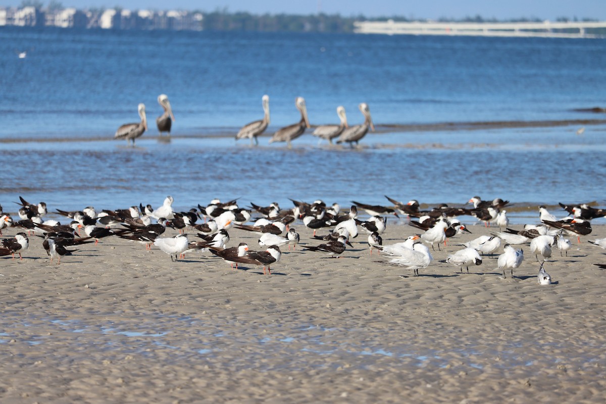 Black Skimmer - ML623957288