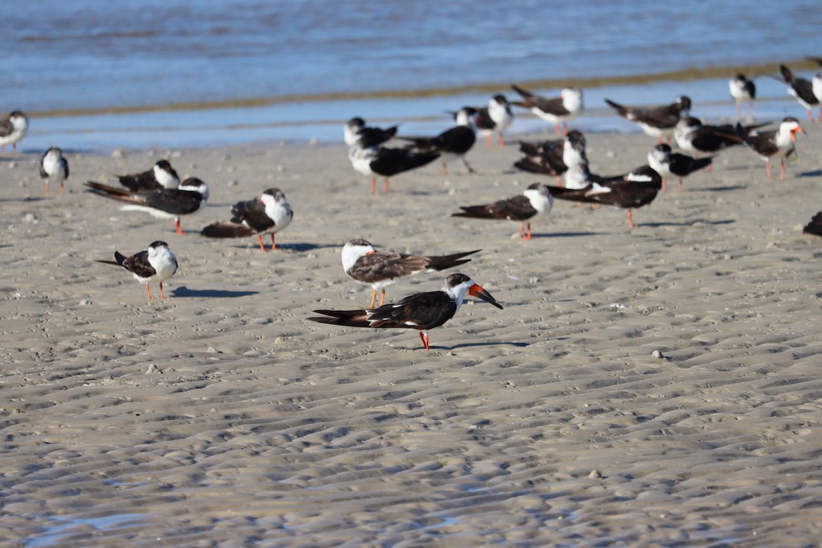 Black Skimmer - ML623957289