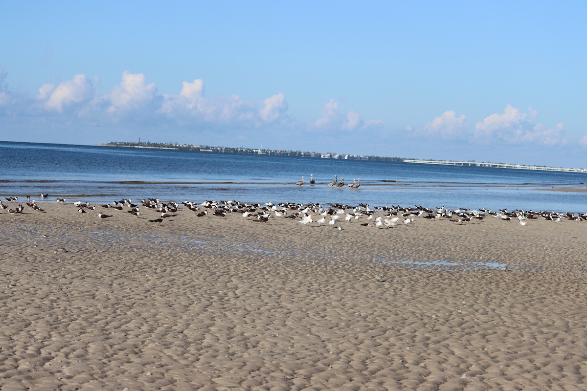 Black Skimmer - ML623957295