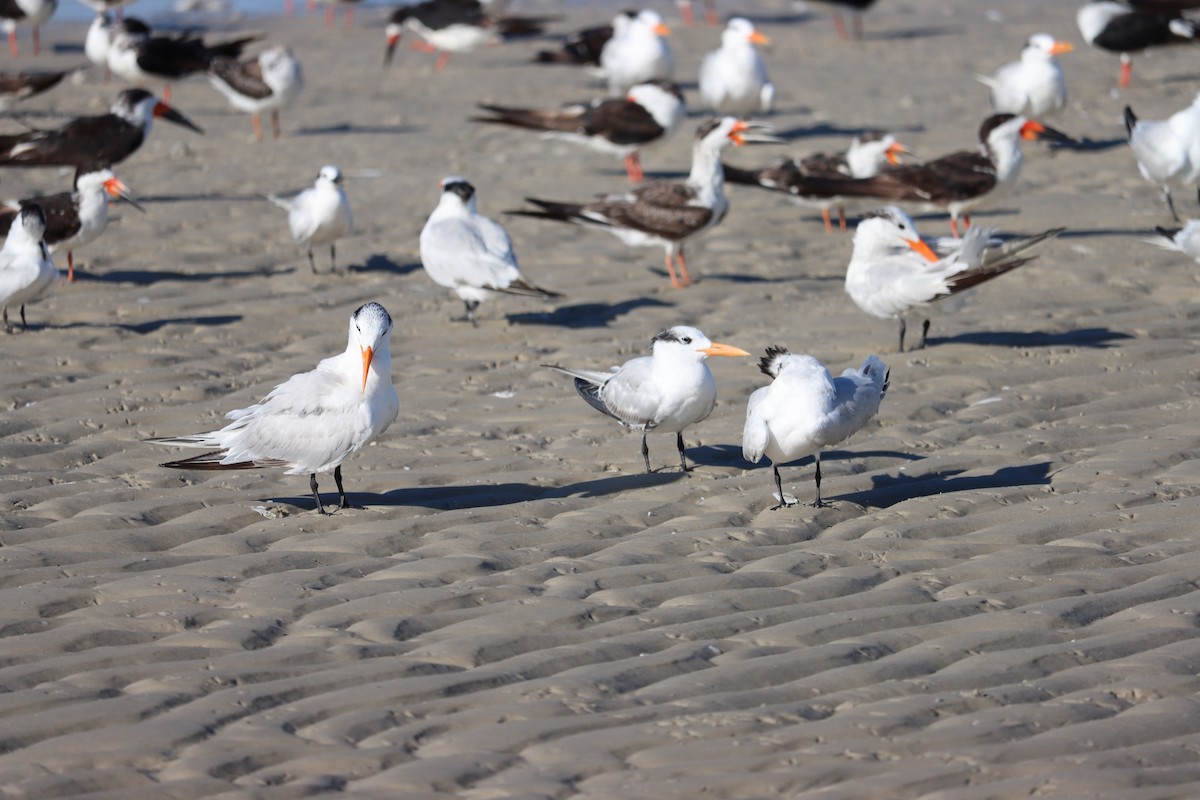 Royal Tern - ML623957320