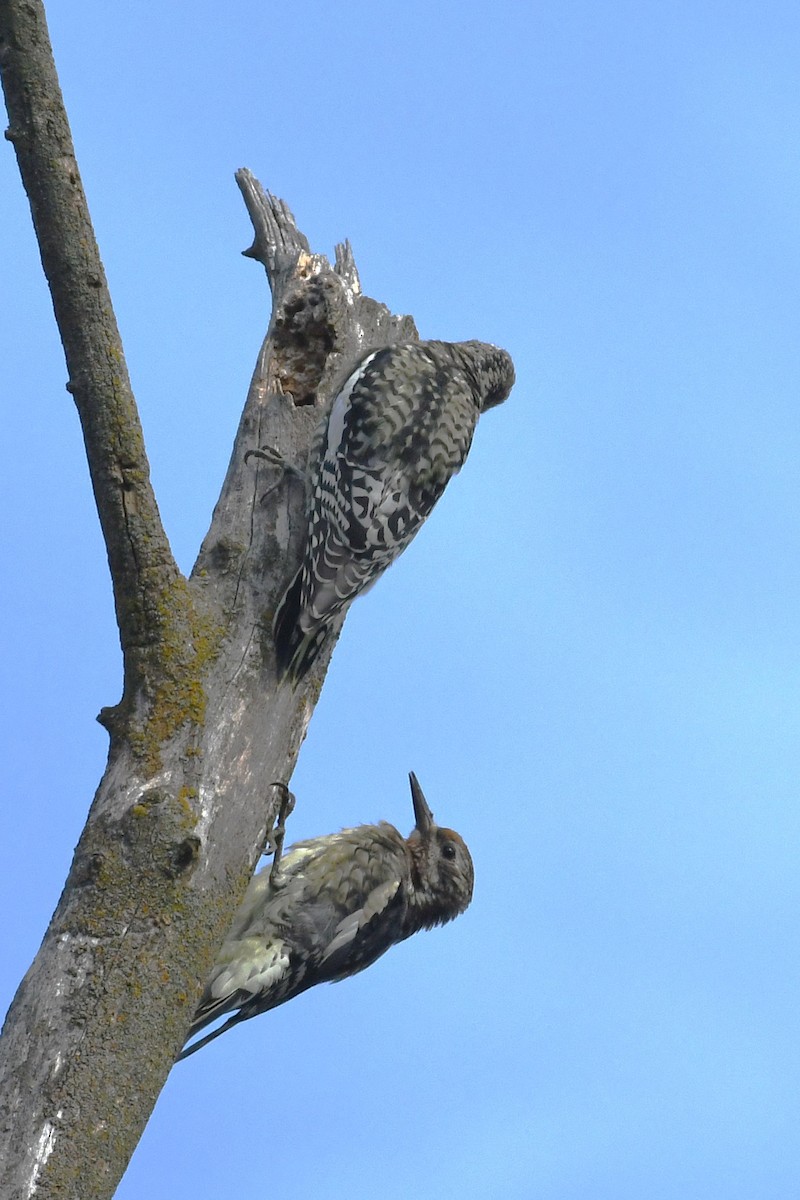 Yellow-bellied Sapsucker - ML623957327