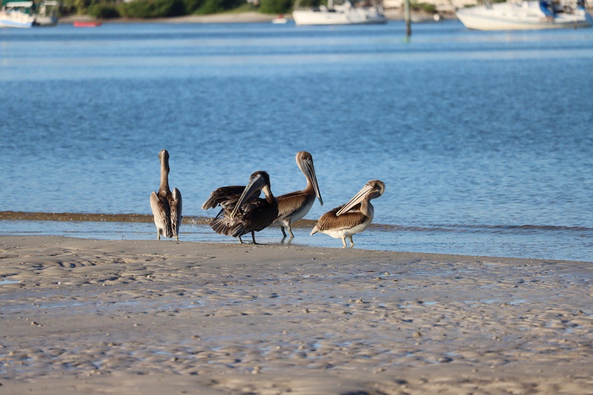 Brown Pelican - ML623957336