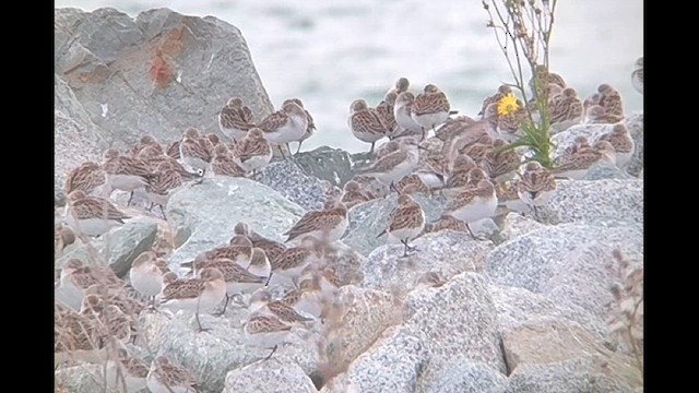 Western Sandpiper - ML623957342