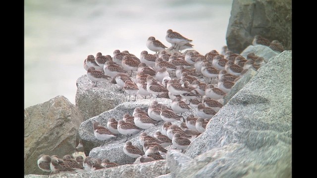 Bergstrandläufer - ML623957343