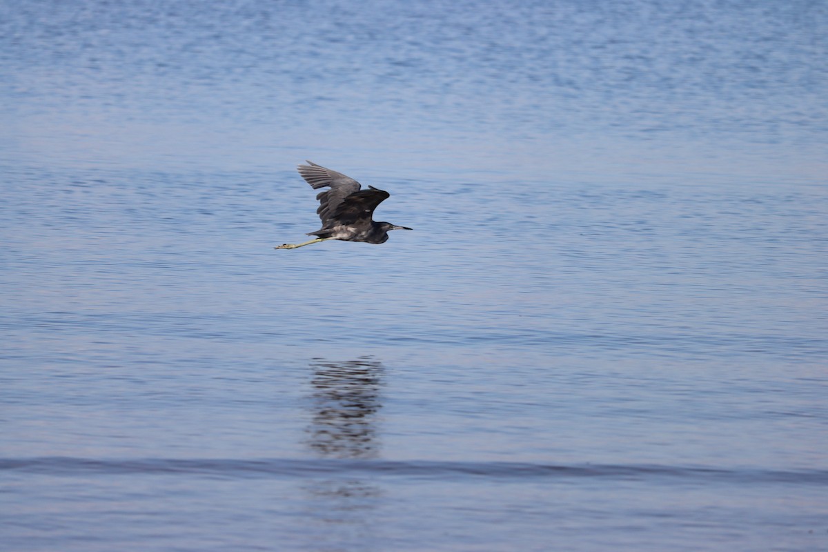 Little Blue Heron - ML623957349