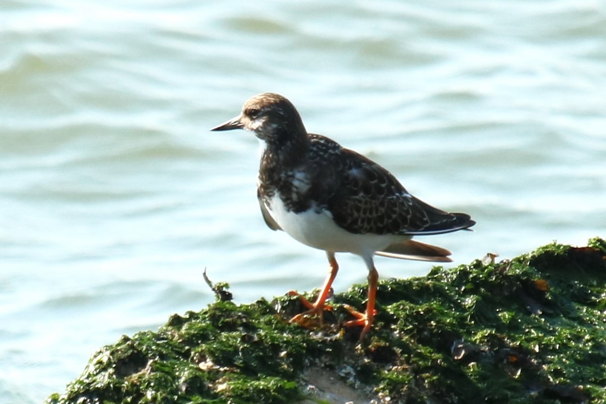 Ruddy Turnstone - ML623957353