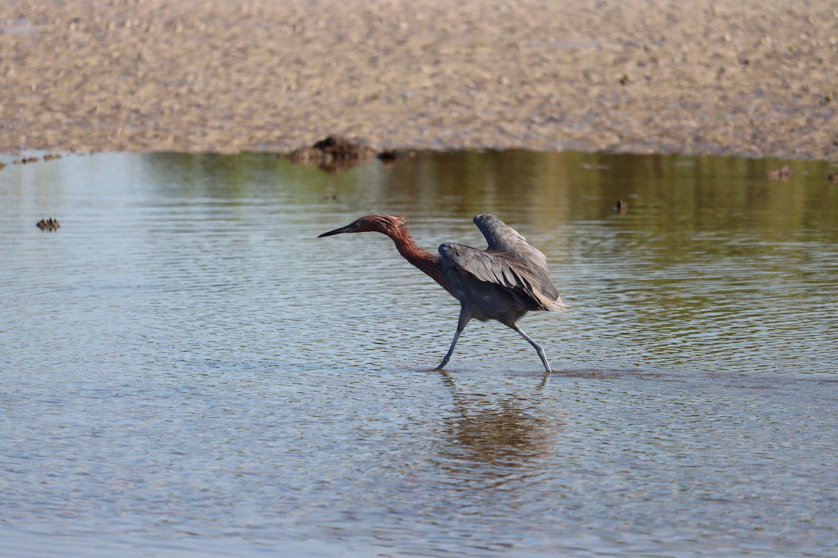 Reddish Egret - ML623957365