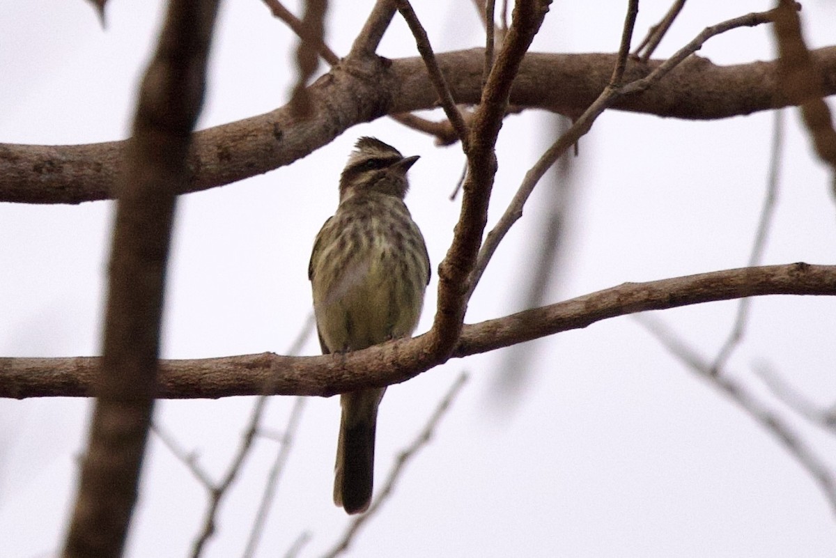 Variegated Flycatcher - ML623957378