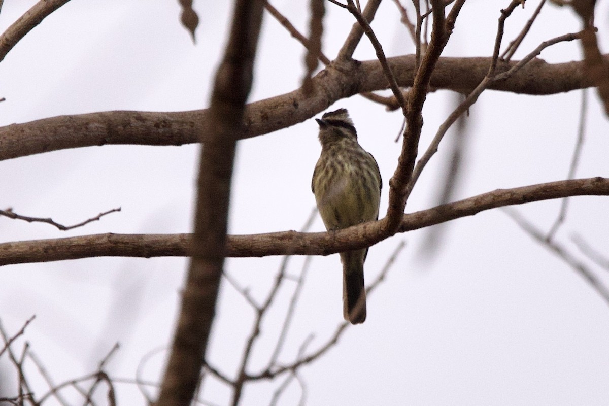 Variegated Flycatcher - ML623957379