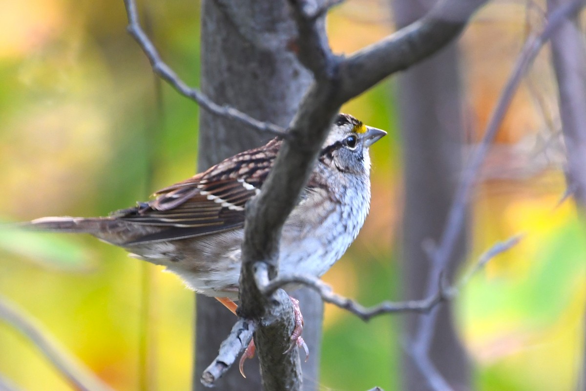 White-throated Sparrow - ML623957380