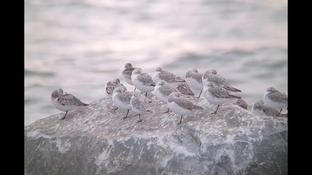 Sanderling - ML623957387