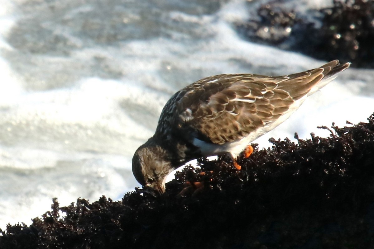 Ruddy Turnstone - ML623957390