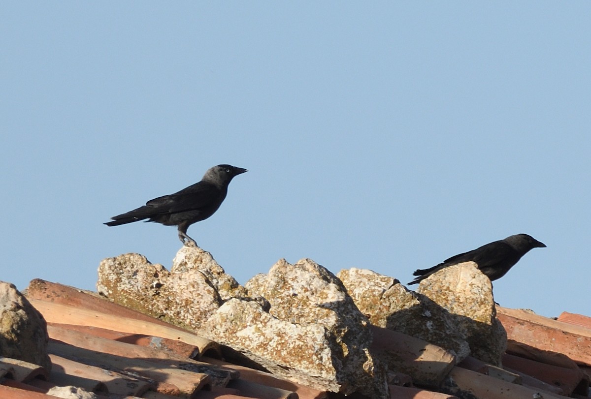 Eurasian Jackdaw - ML623957391