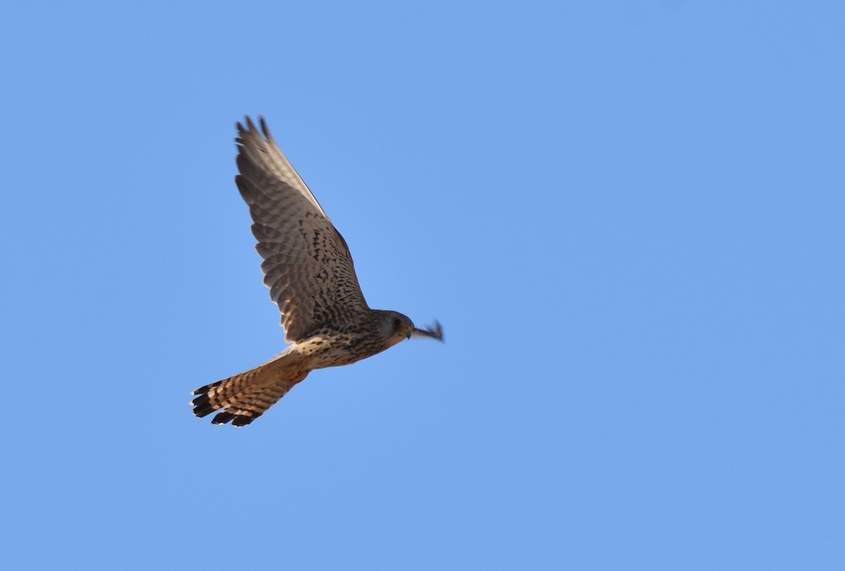 Lesser Kestrel - Thomas Rickfelder