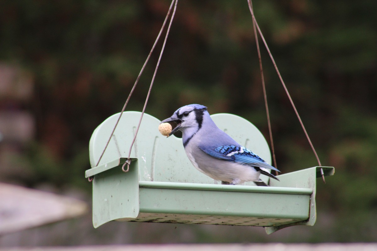 Blue Jay - ML623957406