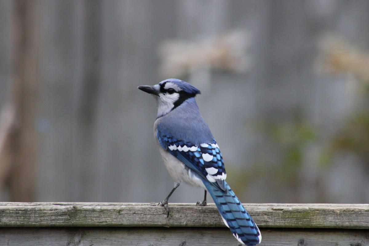 Blue Jay - ML623957407