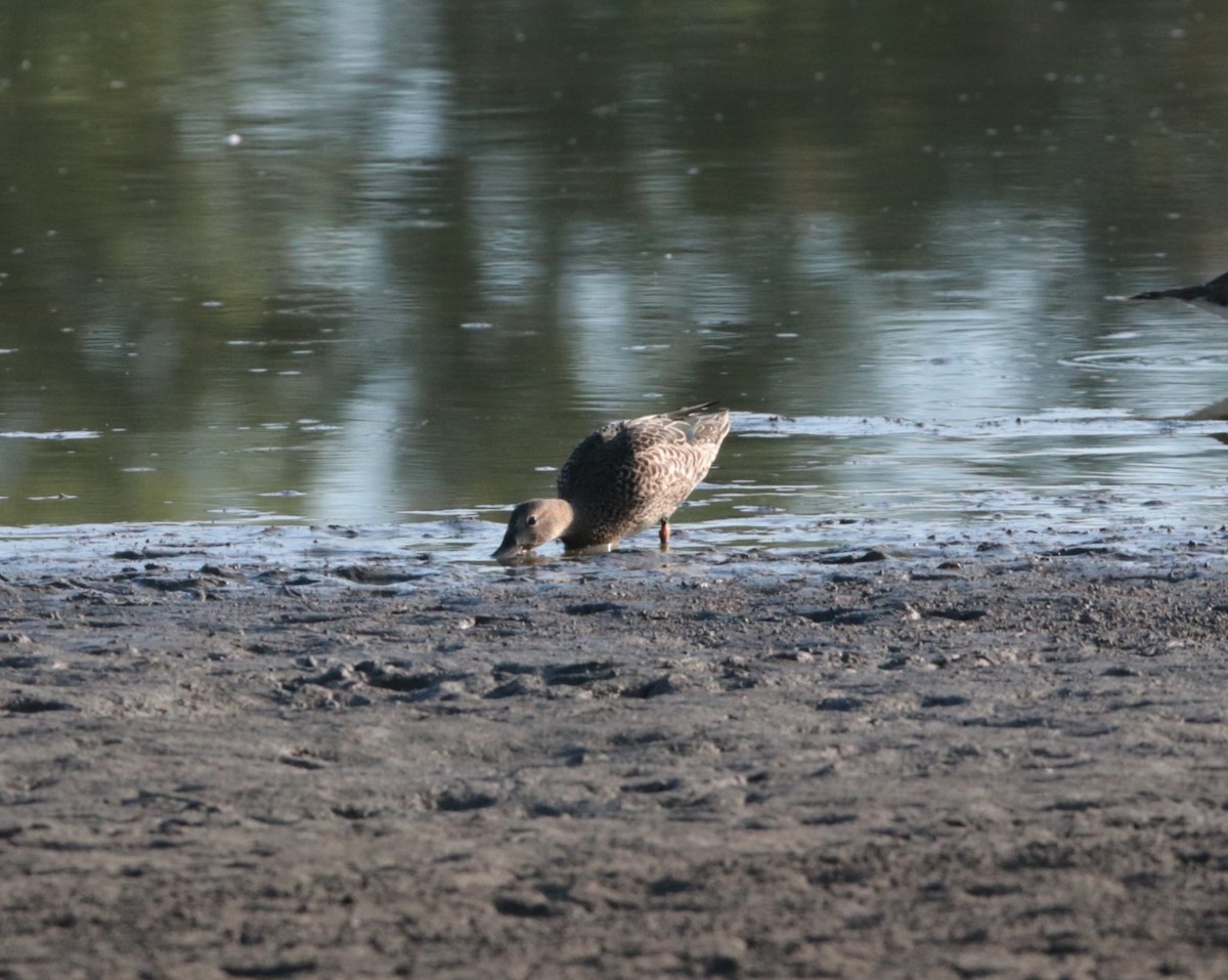 Blue-winged Teal - ML623957425