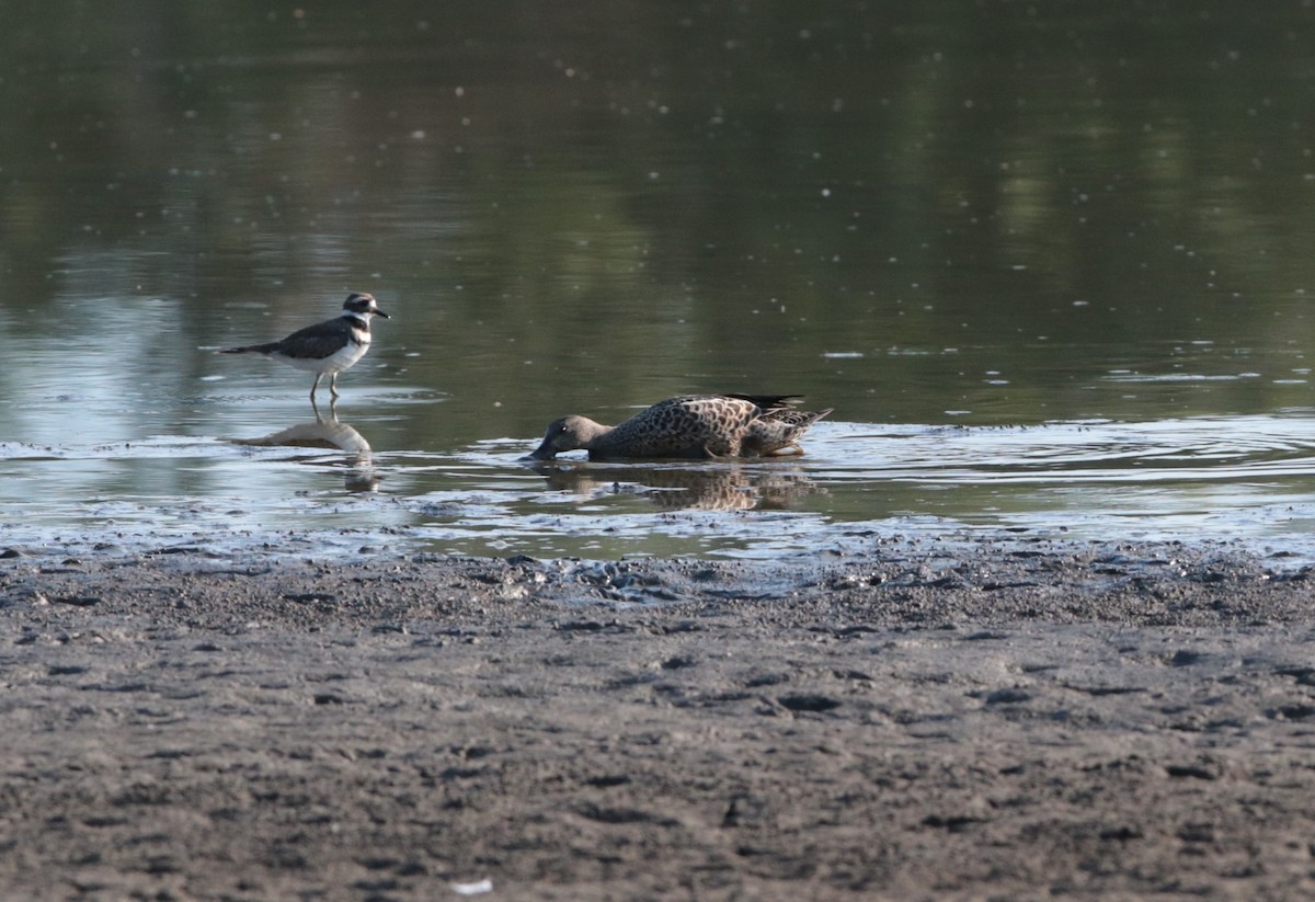 Blue-winged Teal - Brian Wulker