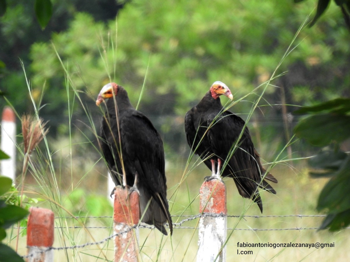 Lesser Yellow-headed Vulture - ML623957437