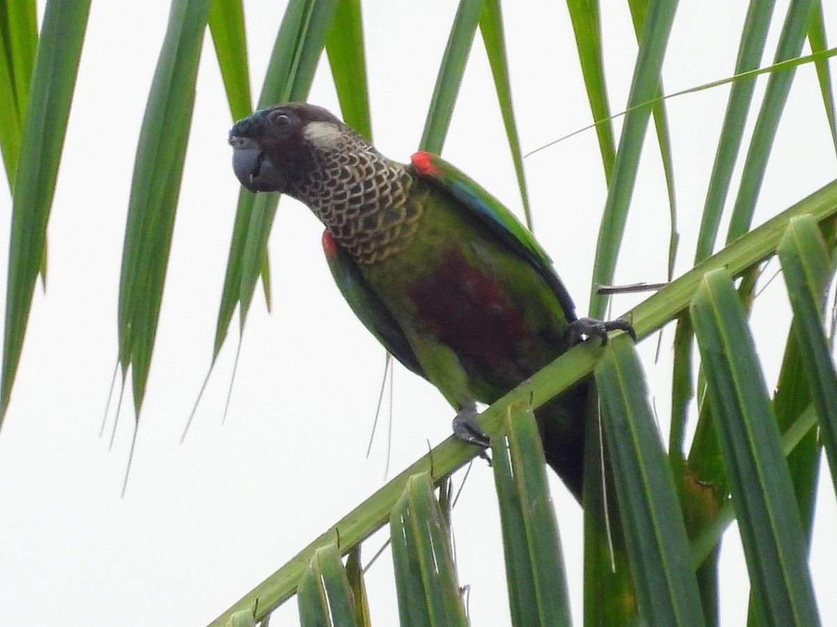 Painted Parakeet - ML623957439