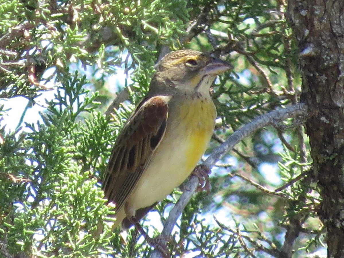 Dickcissel - ML623957441