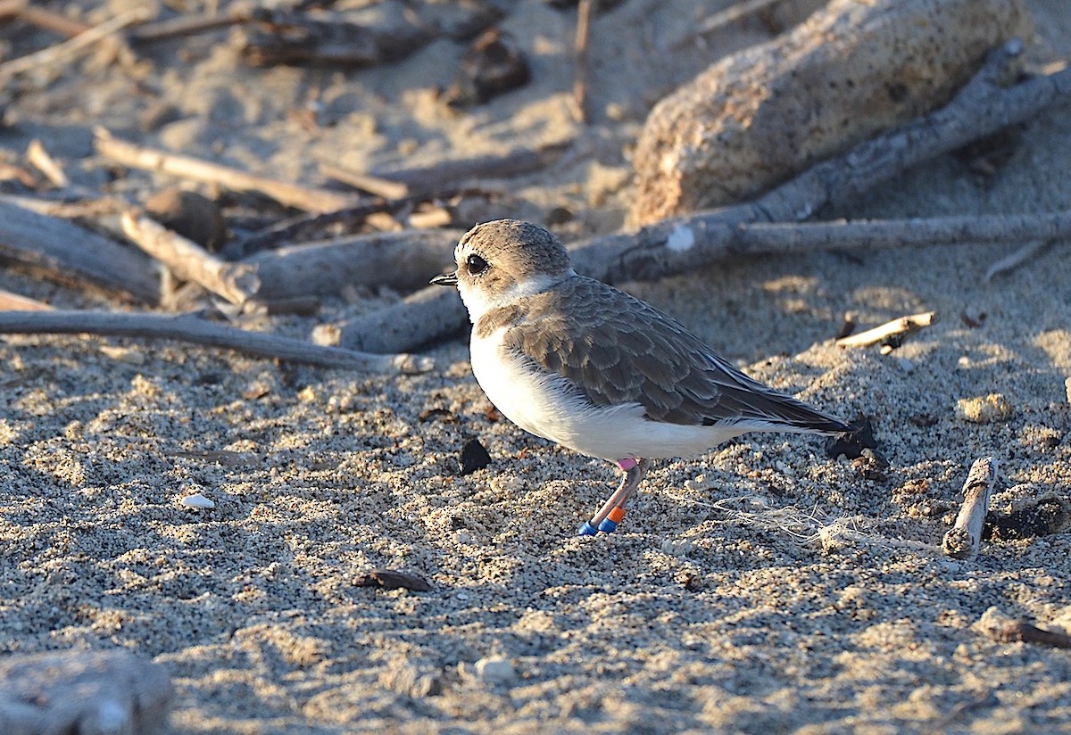 Snowy Plover - ML623957442