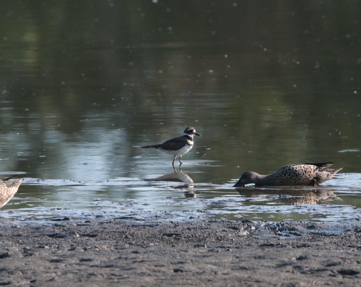 Killdeer - ML623957444