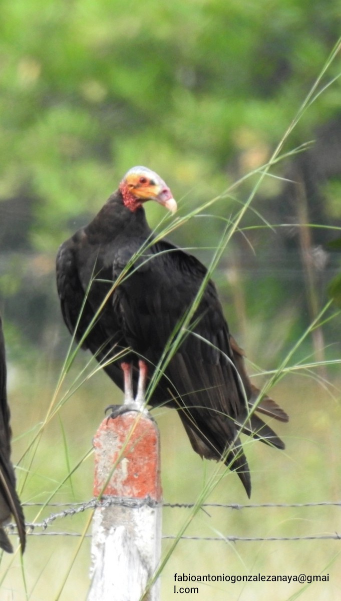 Lesser Yellow-headed Vulture - ML623957454