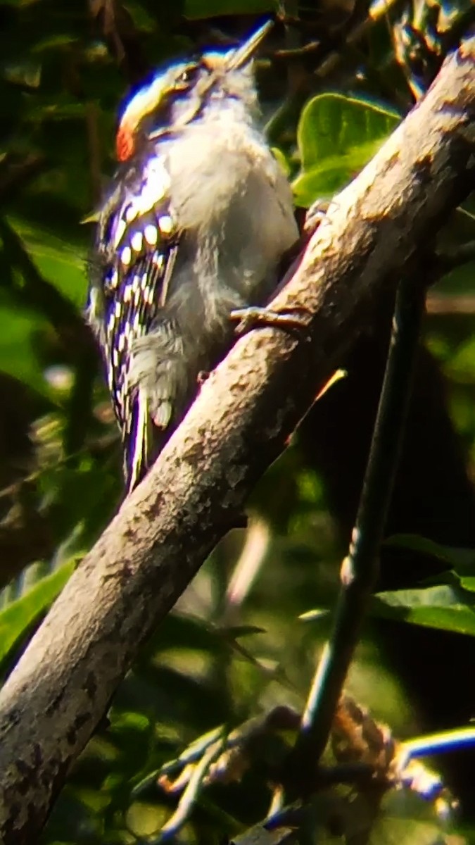 Downy Woodpecker - ML623957475