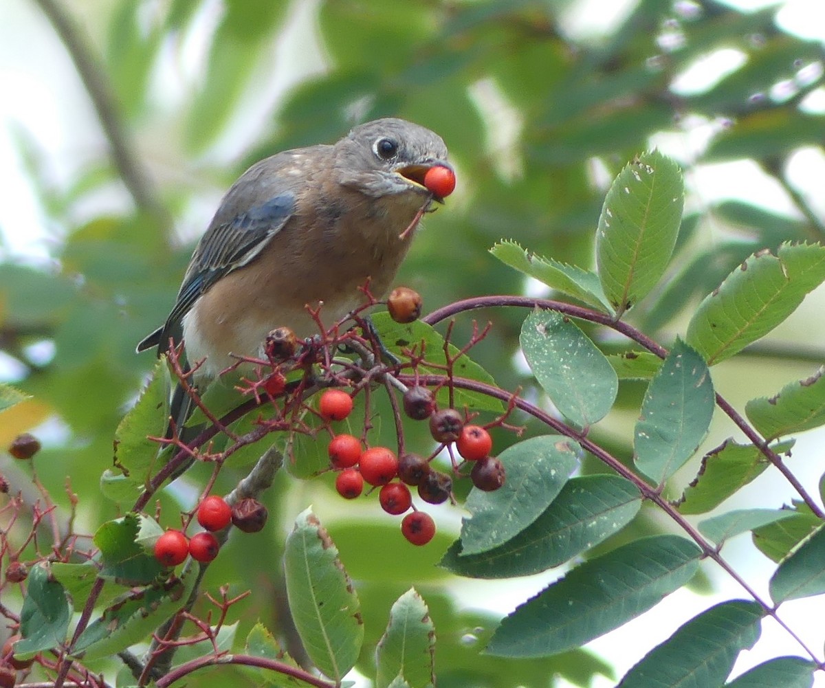 Eastern Bluebird - ML623957476