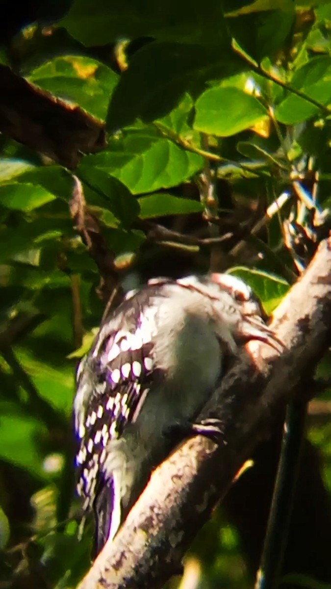 Downy Woodpecker - ML623957477